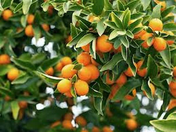 تصویر 4 از قیمت خرید نهال نارنج شیراز + فروش ویژه
